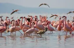 Kenya