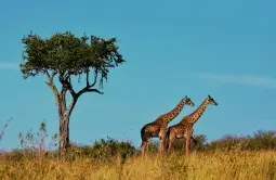 South Africa