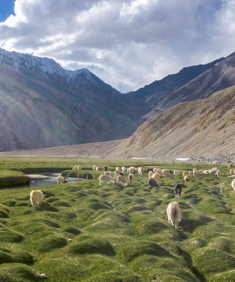 Essence of Ladakh- Ex Srinagar